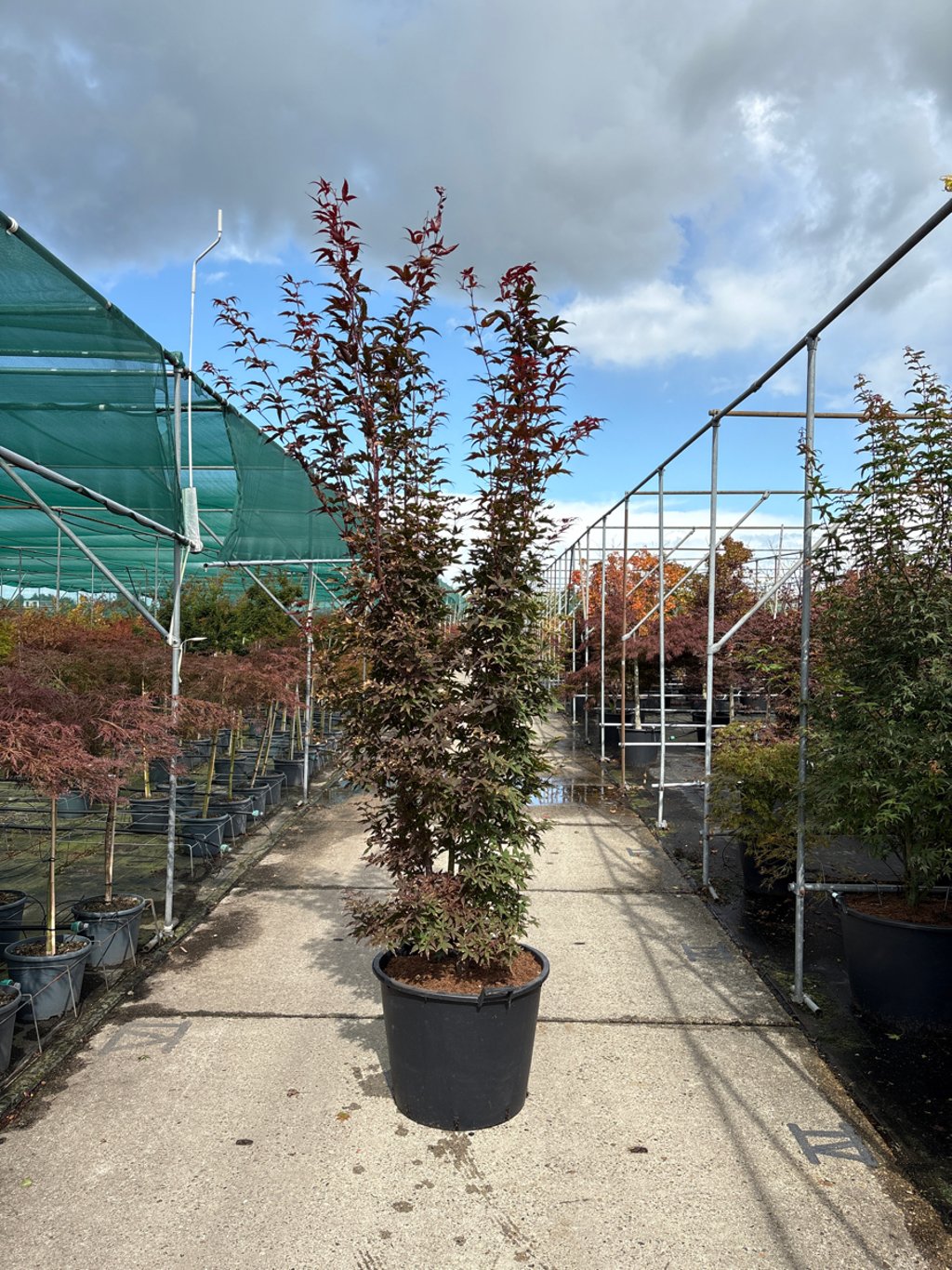 Acer pal. 'Twombly's Red Sentinel' - 250-300 CM in Cont.